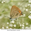 satyrium acaciae acaciae female 1